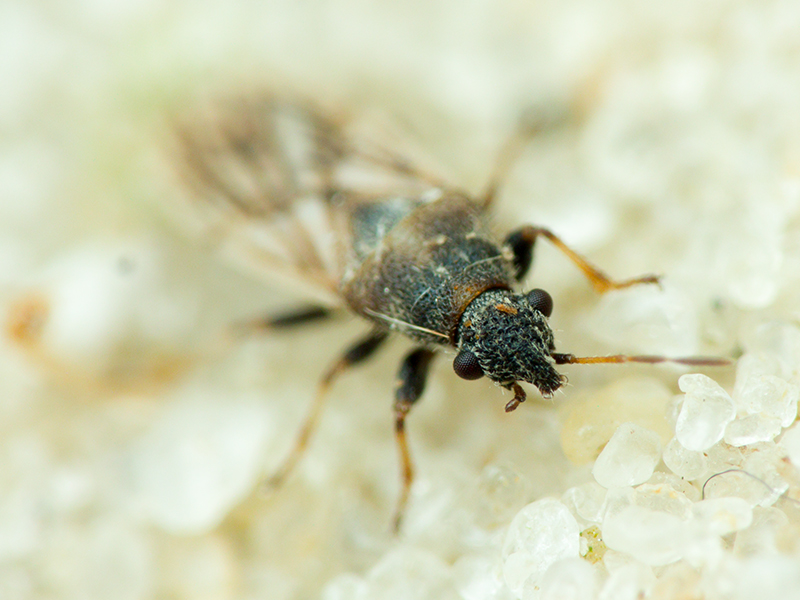 Camptotelus lineolatus (Schilling, 1829)